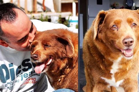 Portogallo, addio a Bobi: il cane più vecchio del .